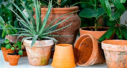 Dejarás de sufrir por limpiar las macetas de barro: el truco fácil que se guardan los jardineros