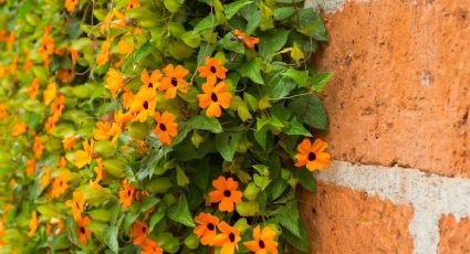 Las 7 plantas trepadoras con flores que querrás en tu jardín el próximo verano