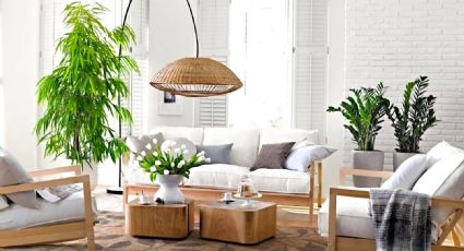 Plantas de interior que hacen magia en la decoración: presta atención a los expertos para elegirlas