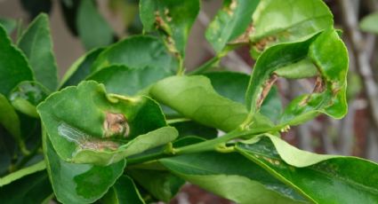 Revisión de los expertos en jardinería: ponle reparo a las “hojas arrugadas” de tus plantas