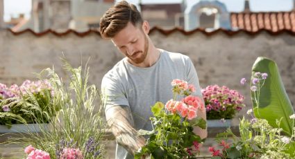 Plantas con flores para una terraza a pleno sol: en maceta o en tierra tendrás color en verano