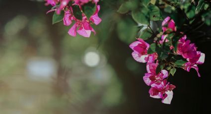 Revisión de los jardineros sobre la poda de las plantas trepadoras: lo que debes saber de la buganvilla