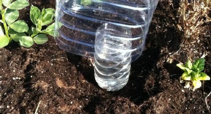 Con una botella de plástico, haz un sistema de riego por goteo solar DIY perfecto para un huerto