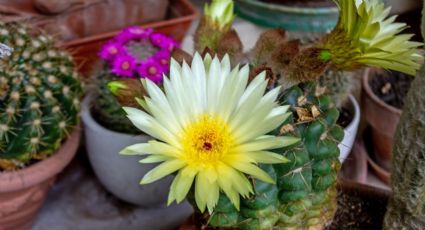 Los cactus sí dan flores: el truco de los jardineros para que florezcan en poco tiempo