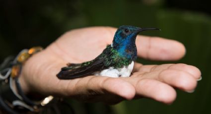 El árbol que debes plantar en tu jardín si quieres recibir la visita de los colibríes