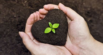 Algunos alimentos pueden servir de abono para tus plantas, otros definitivamente no: presta atención