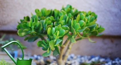 No más agua de grifo para regar el árbol de jade: trucazo de los jardineros para que esté sano