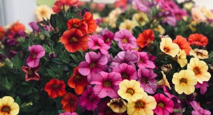 Las plantas mágicas de los jardineros para balcones con mucho sol: guía para cuidarlas con éxito