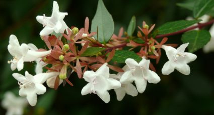 Las plantas de jardín que necesitan poca agua, parece magia, pero son las favoritas de los jardineros