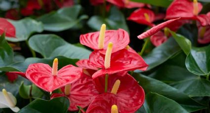 Presta atención si tus anturios están perdiendo color: guía mínima de los jardineros para salvarlos