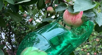 Con una botella de plástico haz un recolector de frutas DIY: súper fácil y práctico en verano