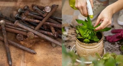 Haz el mejor abono para tus plantas con ese montón de clavos oxidados que pensabas tirar