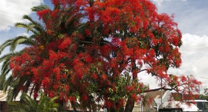 No necesitan mucha agua y son perfectas para jardines polinizadores: plantas nativas Sonora