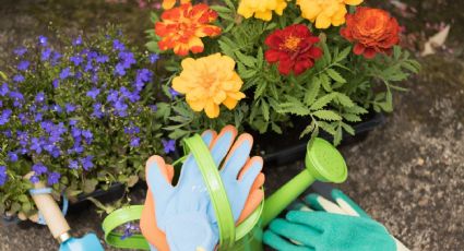 La guía de los jardineros para sembrar plantas con flores en agosto: prepara el jardín de verano