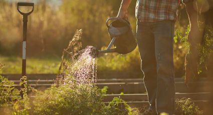 Prepara tus plantas para las olas de calor: 5 recomendaciones de jardineros para protegerlas