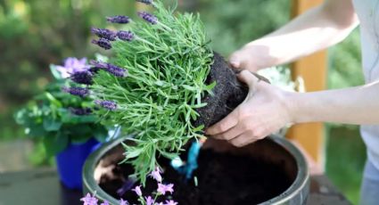 Resistente al calor, aromática, colorida y de pocos cuidados: la planta más linda para el jardín