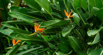 Plantas de interior que puedes tener en casa: crecen bonitas y fuertes con pocos cuidados