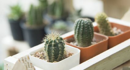 Cactus miniatura: las plantas más linda para tener en casa sin ser un experto en jardinería