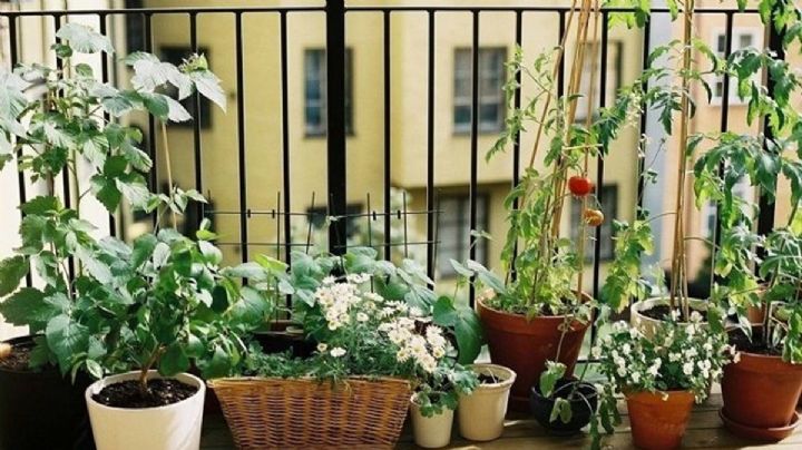 Guía imprescindible de los jardineros para que tu balcón sea un oasis verde en mitad de la ciudad