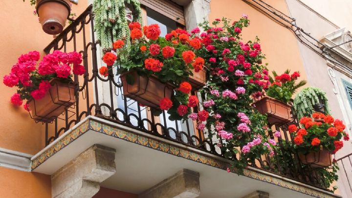 Las plantas con flores que prefieren en las revistas de inmobiliarias: realzan cualquier balcón