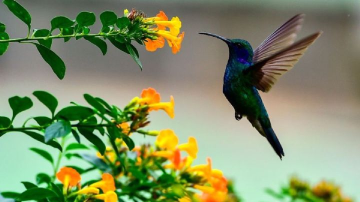 Convierte tu jardín en una ruta para colibríes: plantas con flores que recomiendan los jardineros