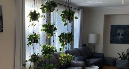 5 plantas colgantes lindas y fáciles de cuidar para disfrutar de tu balcón en cualquier fecha del año