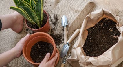 La guía mínima de los jardineros para entender por qué se marchitan tus plantas y así solucionarlo