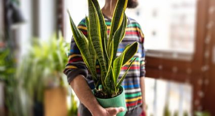 ¿Has visto florecer alguna vez la lengua de suegra? El significado de las flores de esta planta