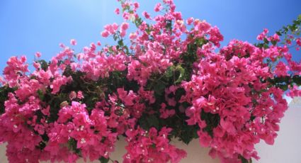 Buganvillas en maceta: guía de los jardineros para reproducirlas sin fallar ni equivocarte