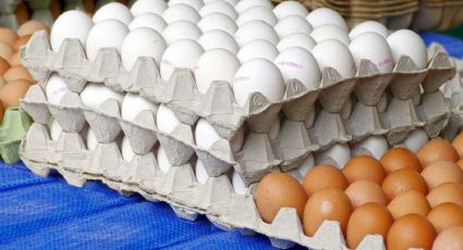 Con un cartón de huevos puedes llenar de pájaros las ventanas de tu hogar: proyecto DIY para novatos