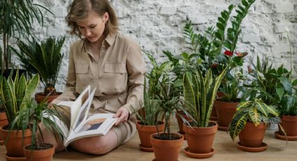 Llena tu casa de flores en invierno: las plantas que debes sembrar en julio según los jardineros