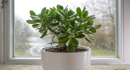 Haz que tu árbol de jade crezca rápido: truco de los jardineros para saber la cantidad de agua