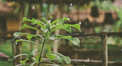 Aunque te cueste creerlo, el truco con piedras para cuidar las plantas en temporada de lluvia