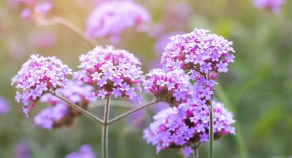 Una de las plantas con flores más bonitas: cómo cuidar la verbena para que estalle en flores