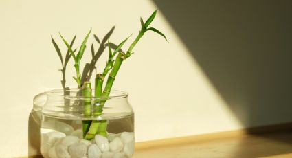 Las plantas de bambú no solo atraen dinero, son perfectas para decorar tu hogar con toque bohemio