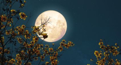 Lo que preocupa a los jardineros cuando llega la Luna Llena: su influencia en las plantas