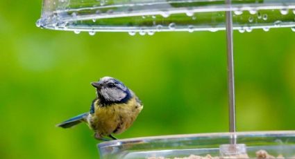 Con botellas de vidrio o de plástico haz unos originales comederos de pájaros DIY