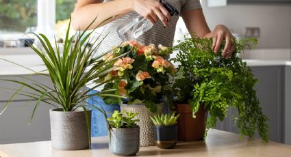 No desesperes si no tienen un hogar luminoso: las plantas que prosperan con poca luz