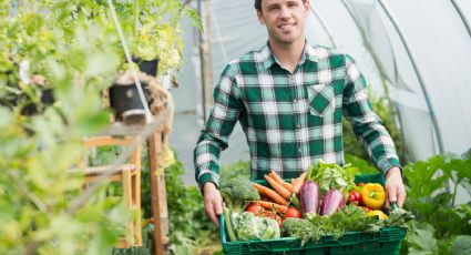 Planea tu cultivo para Julio: consejos para sembrar y cosechar en México según la temporada