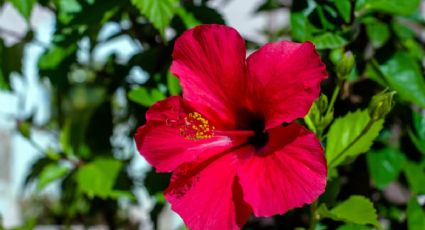 Disfruta todo el año infusiones de flor de Jamaica: plántala en casa para que estalle en flores