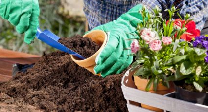 La guía de los jardineros para no equivocarse con el sustrato que necesitan tus plantas en maceta