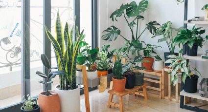 10 plantas que debes tener en casa si tu estilo está marcado por el lujo silencioso