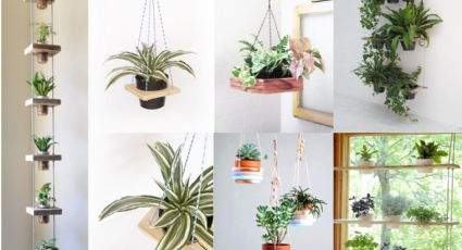 Plantas colgantes de interior: 3 plantas que son perfectas para decorar y atraen el dinero