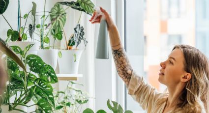 Las plantas de interior de hojas grandes preferidas de los jardineros para decorar el hogar