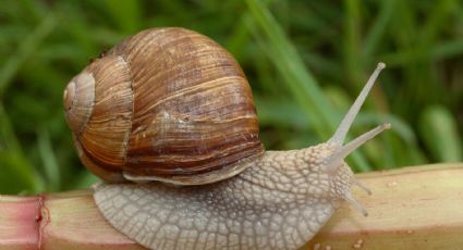 Adiós a los caracoles en el jardín: el mejor truco de los jardineros para mantenerlos a raya