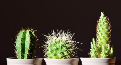 Aunque parezca difícil, los cactus pueden florecer esplendorosos si sigues el paso a paso de los jardineros