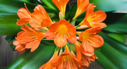 La planta con flores naranjas que puedes tener en maceta y no necesita tanta luz