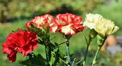 No podía creerlo hasta que probé el truco de mi jardinero para alejar plagas de mi jardín con vaselina