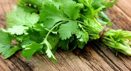 El paso a paso más sencillo para plantar cilantro en casa y no tener que comprarlo si sube de precio