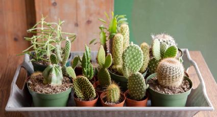 El secreto mejor guardado de los jardineros: 3 formas fáciles de que tus cactus florezcan seguido